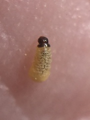 Hypurus bertrandi