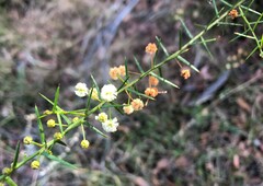 Acacia rupicola