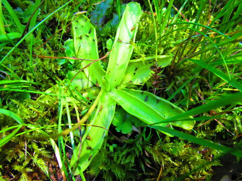 Pinguicula christinae