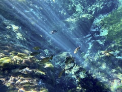 Lepomis macrochirus purpurascens