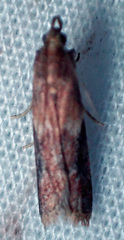Moodna ostrinella