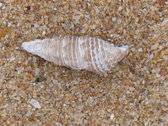 Batillaria australis