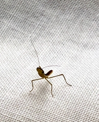 Orthodera