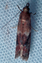 Moodna ostrinella