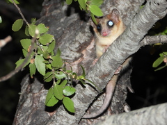 Dromiciops bozinovici