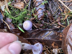 Inocybe pallidicremea