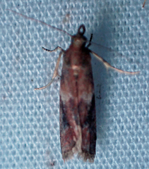 Moodna ostrinella