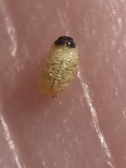 Hypurus bertrandi