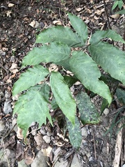 Tectaria polymorpha