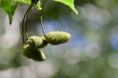 Helicteres jamaicensis