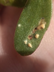 Hypurus bertrandi