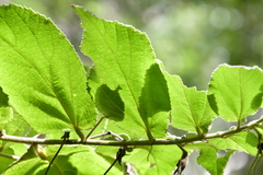 Helicteres jamaicensis
