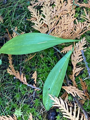 Maianthemum trifolium