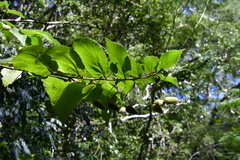 Helicteres jamaicensis