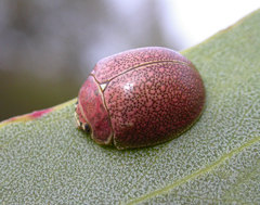Paropsis roseola