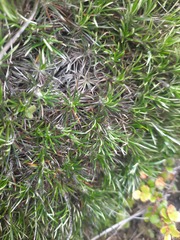 Celmisia laricifolia