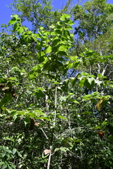 Helicteres jamaicensis