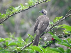 Philemon buceroides
