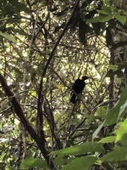 Sericulus chrysocephalus