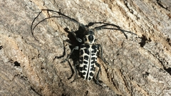 Plectrodera scalator