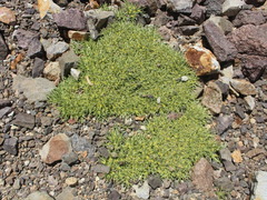 Azorella