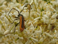 Stenoderus suturalis