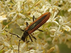 Stenoderus suturalis