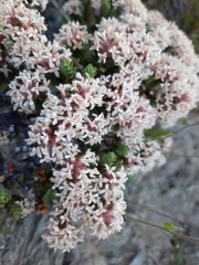 Pimelea traversii