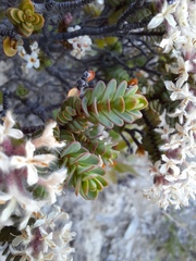 Pimelea traversii
