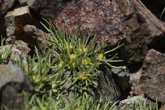 Azorella