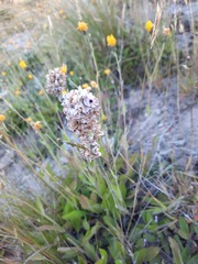 Carmichaelia crassicaulis