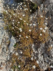 Stellaria gracilenta