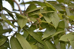 Sapindus trifoliatus