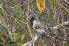 Sakesphoroides cristatus