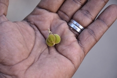 Sapindus trifoliatus