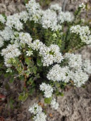 Veronica buchananii