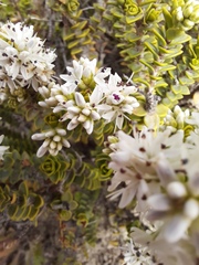 Veronica buchananii