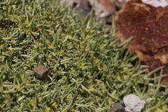 Azorella