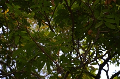 Sapindus trifoliatus