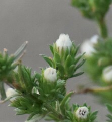 Symphyotrichum ciliatum