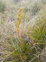 Aciphylla montana