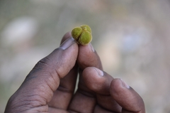 Sapindus trifoliatus