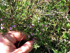 Muraltia macropetala