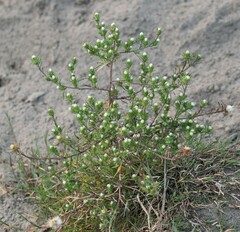Symphyotrichum ciliatum