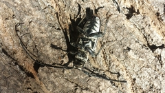 Plectrodera scalator