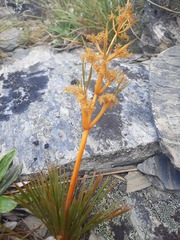 Aciphylla montana