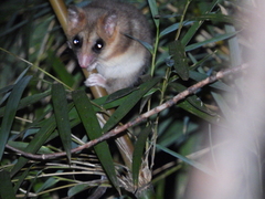 Dromiciops bozinovici