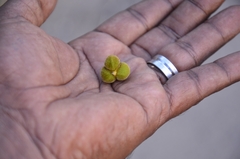 Sapindus trifoliatus
