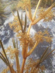Aciphylla montana