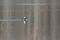 Lophodytes cucullatus